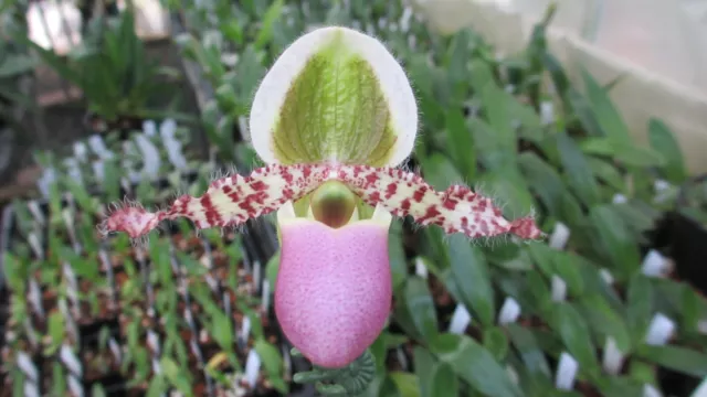 Slipper Orchids- Species Paphiopedilum liemianum,Seedling 68 mm pots