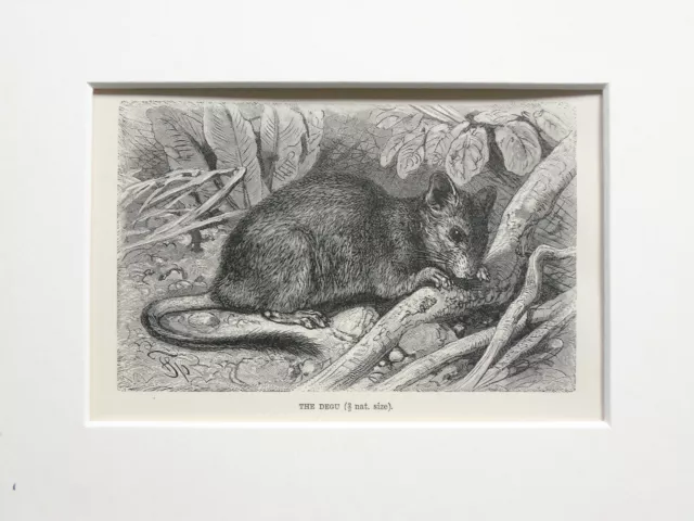 Common Degu Animal Print - 1893 Mounted Antique Black & White Engraving