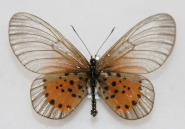 Butterfly x1 female Acraea quirina quirina (Ghana)