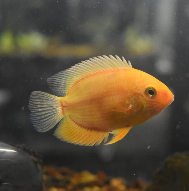 Live Gold Severum Cichlid (3-3.5" Juvenile Tropical Freshwater Aquarium Fish)