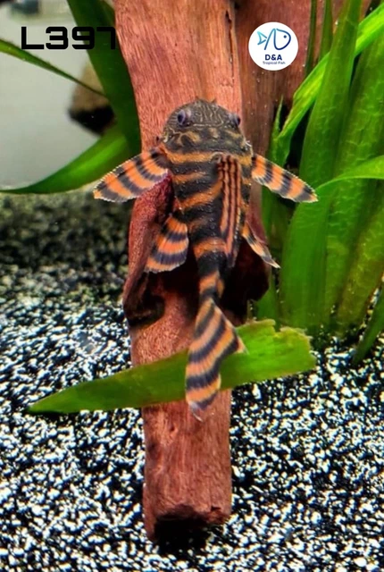 1 L397 Alenquer Tiger Pleco (Size 3+ cm) 1.2+ inch - High Quality Live Fish