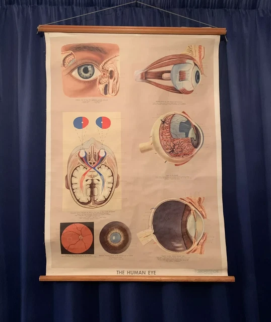 Adam Rouilly Scroll LARGE ADAM ROUILLY Canvas Roll-up “The Human Eye” Anatomical Chart (c ...