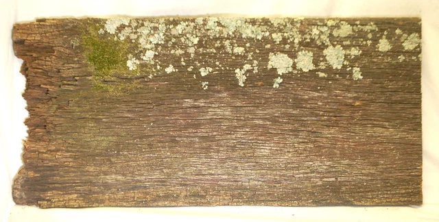Rustic Weathered Oak Barn Wood Reclaimed Rough Cut Board Great Plaque Sign Moss