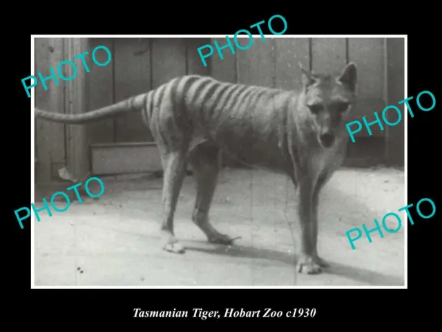 OLD 8x6 HISTORIC PHOTO OF A TASMANIAN TIGER IN CAPTIVITY HOBART ZOO c1930