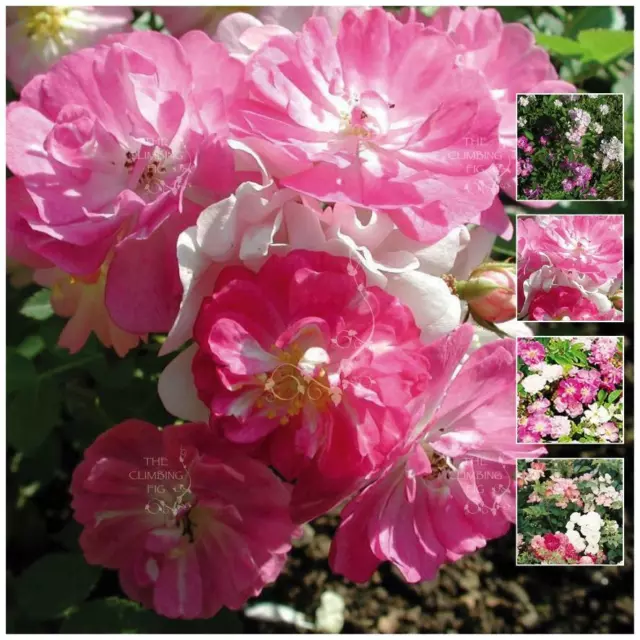 Rosa Chinensis Angel Wings Rose Seeds. Mini masquerade variety ideal border