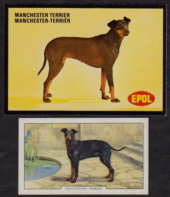 2 Different Vintage MANCHESTER TERRIER Tobacco/Cigarette/Tea Dog Cards Lot