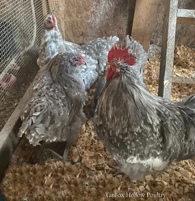 ENGLISH LAVENDER MOTTLED Orpington Hatching Eggs 12+ 55.00 PicClick