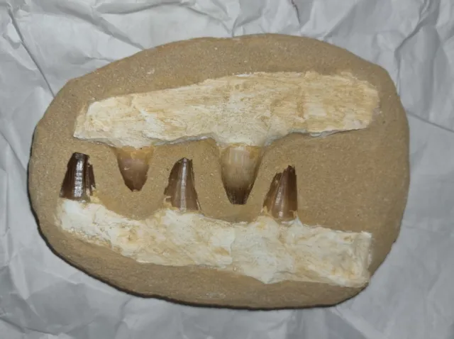 Mosasaur fossil dinosaur 5 large teeth double jaw Morocco 210mm