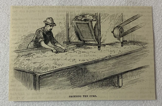 1880 magazine engraving ~ CHEESE MAKING - GRINDING THE CURD