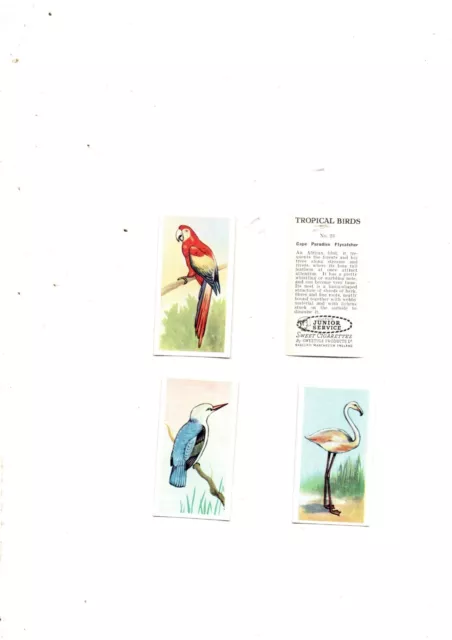 Tropical Birds Full Set 25 Cards Issued 1954 By Sweetule (Cadet Sweets) Ex/Mint