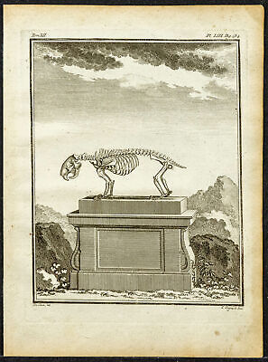 Coendou ou Porc-épic préhensiles Gravure ancienne 1764 Buffon  zoologie 