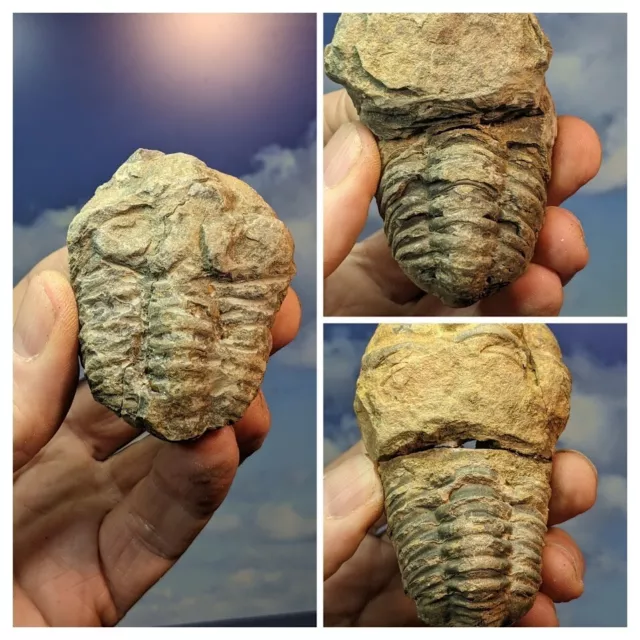 Trilobit Flexicalymen Fossilien. Verpacktes Dreierset. Niedrige Qualität. Mit Infokarte.