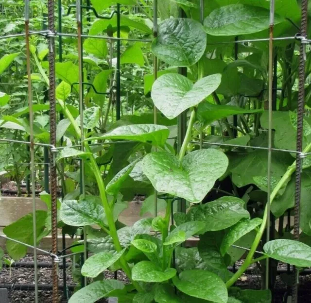 Bangladeshi Poi Shak Malabar Spinach পুঁই শাক পই শাক 100% HIgh Quality 45 Seeds