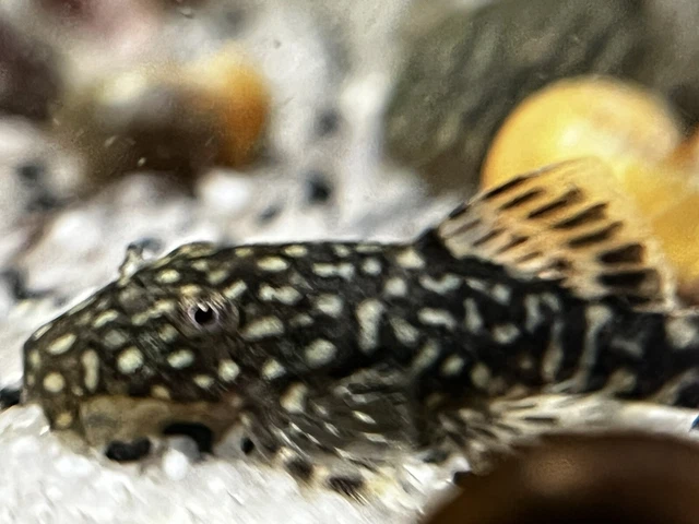 ONE PAIR (2) Fish BRISTLENOSE MIXED pleco( around 1-3 inches)