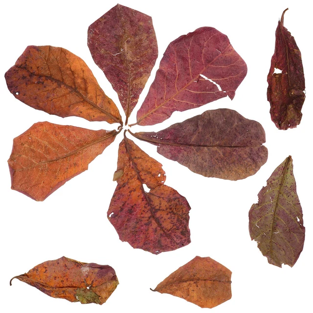 10 piezas Hojas de acuario Hojas naturales Terminalia planta decoraciones de plantas