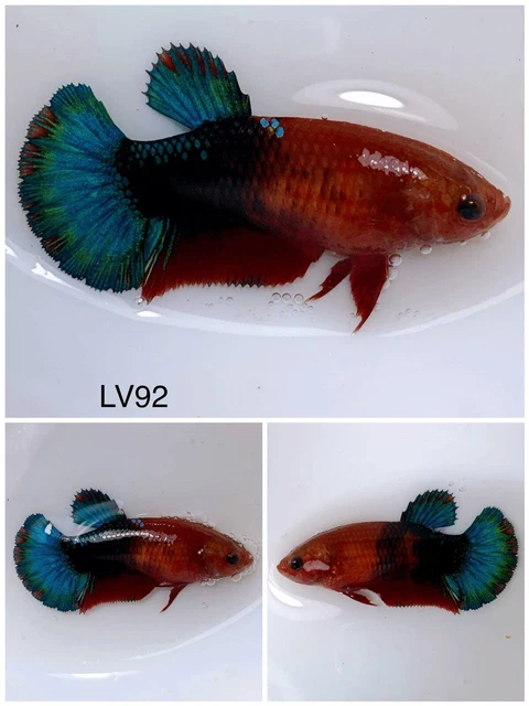 Betta Live Fish Female Koi Fancy LV92 Ask Seller Shipping Cost Before Buy