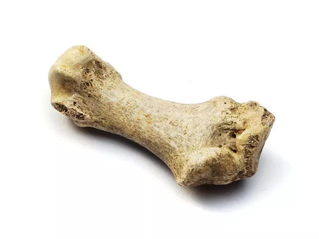 Fossil Höhlenbär-Knochen, Ursus spelaeus F5567 Quartär, Unikat echt