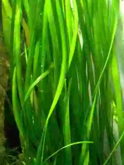 1 Bund Vallisneria gigantea, Vallisnerien, Wasserpflanzen, Aquarienpflanzen