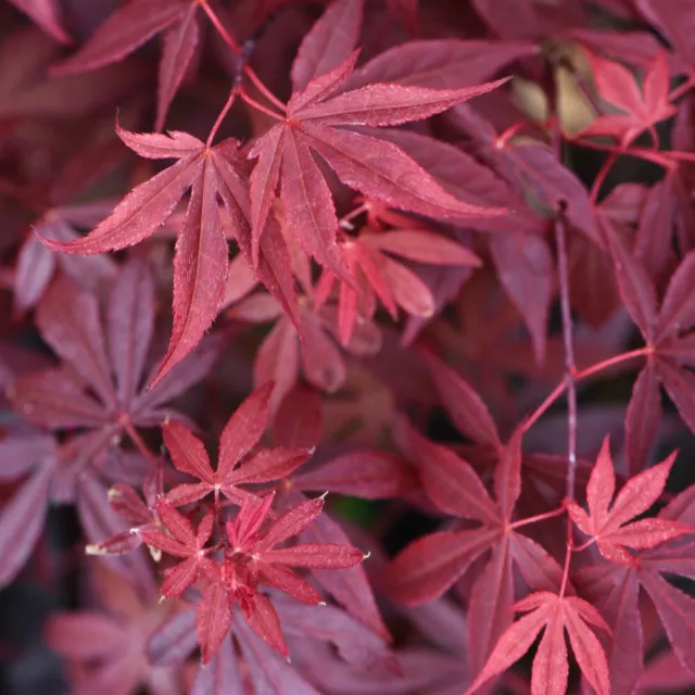 Acer palmatum Japanese Maple Tree 9cm Potted Plants x 2 + 2 Grey Pots By T&M