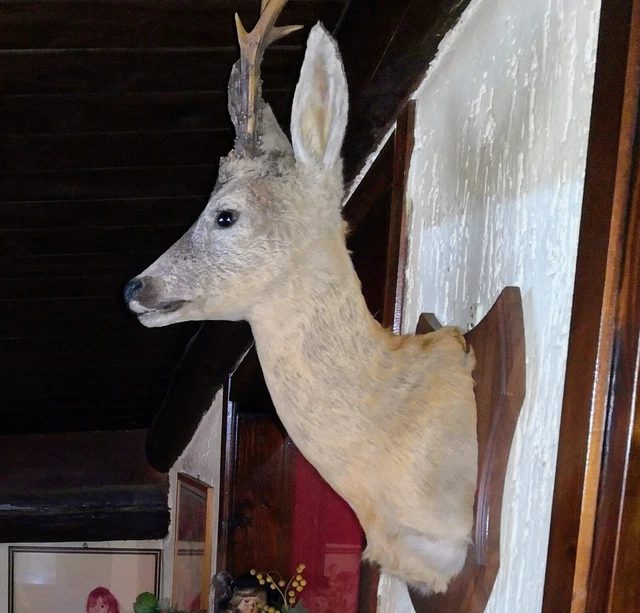 Stemma In Legno Di Quercia Per Trofei Di Caccia - Porta Difese Di Cinghiale, Diametro 20 Cm - Foto 4