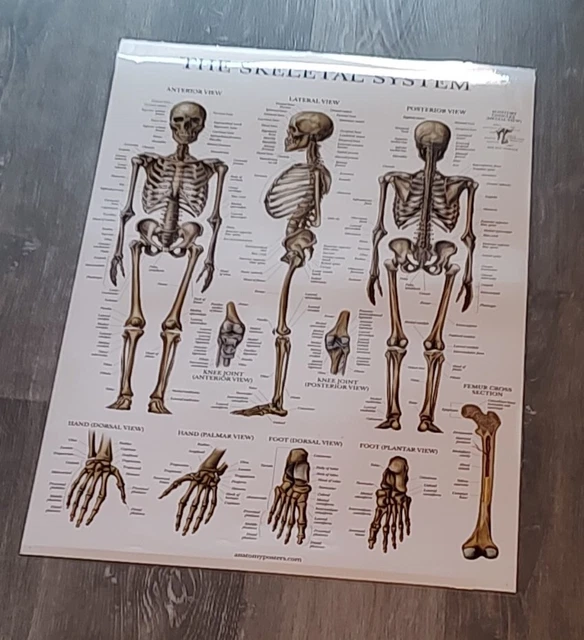 THE SKELETAL SYSTEM Human Body Anatomy Wall Chart 26 1/2 X 17 1/2 ...