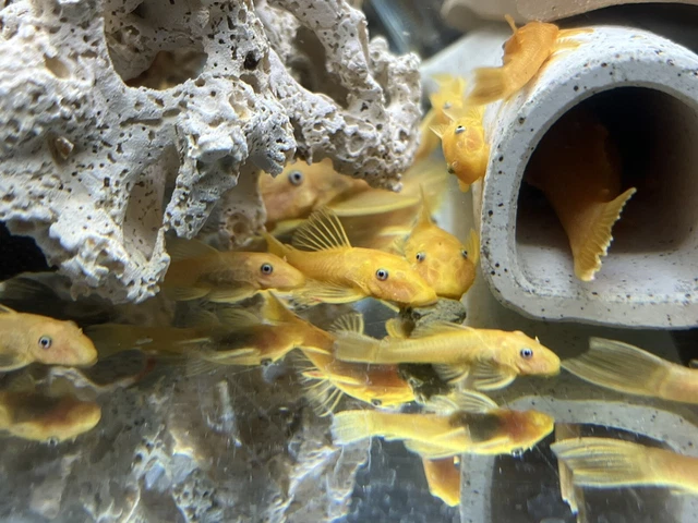 2” - Lemon Blue Eyed Bristlenose Plecos - Beautiful Aquarium Fish (2 Pack)