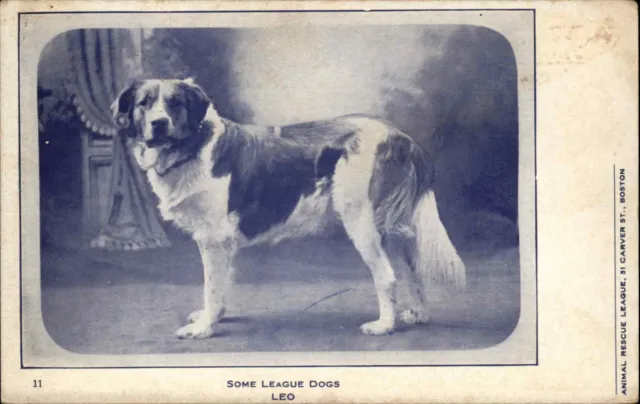 Boston MA Animal Rescue League Dog - St. Bernard? c1905 Postcard