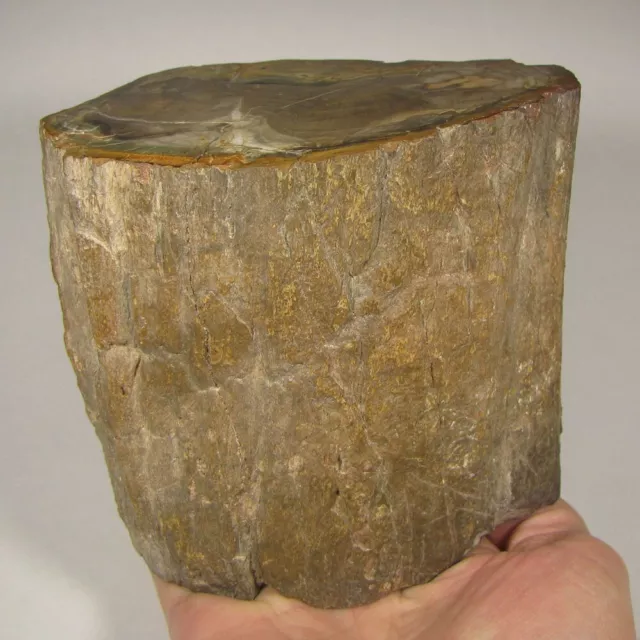 5" Polished PETRIFIED WOOD Branch Slab Fossil Standup - Madagascar - 4.8 lbs.