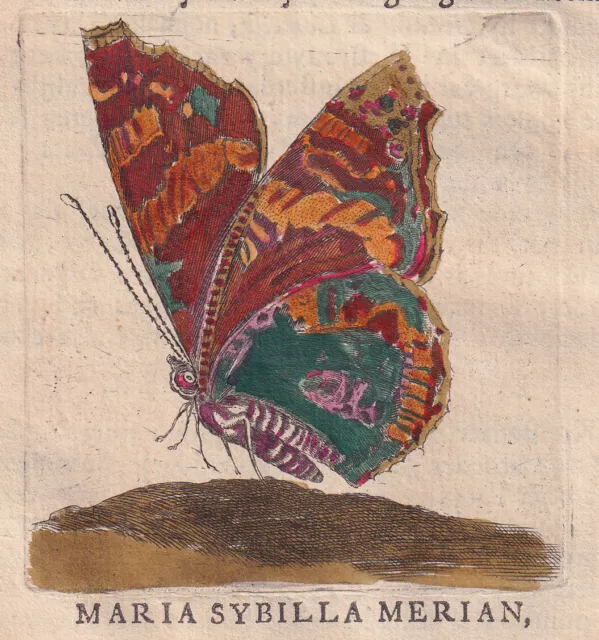 Maria Sybilla Merian (attr.) farfalla 1729 acquaforte acquarellata