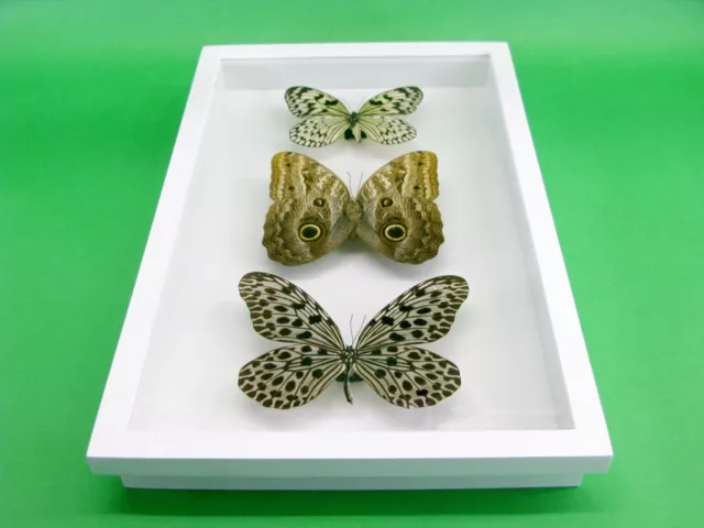 3 real beautiful and huge butterflies in the XXl showcase - single piece - 29 5
