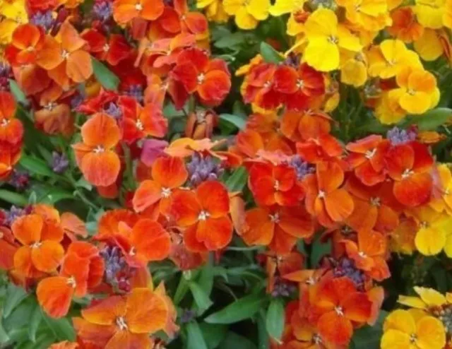 Lit de jardin polyvalent Lauren Sacs pour plantes domestiques, boîte de  plantation de balcon, boîte à fleurs pour fleurs et légumes