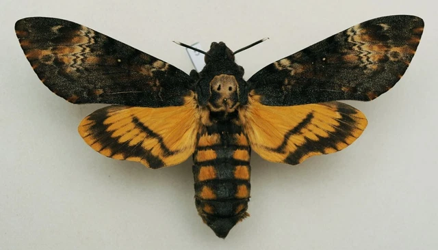 Acherontia atropos - Death's-head Hawk-moth - #5 - wingspan 122 mm - female
