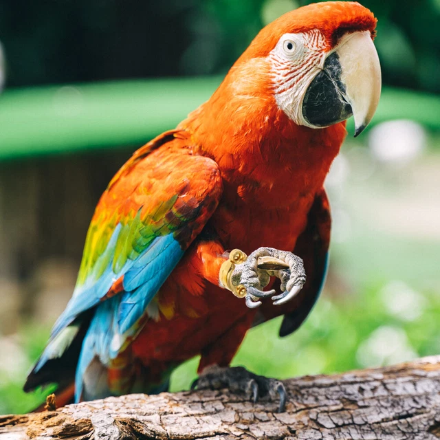 10 piezas bandas para patas de pájaro tobillo juguetes para animales pequeños juguetes para pájaros pequeños vuelo