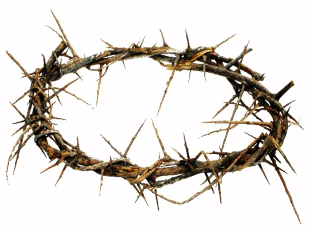 Authentic Crown of Thorns- Real Life Size 2