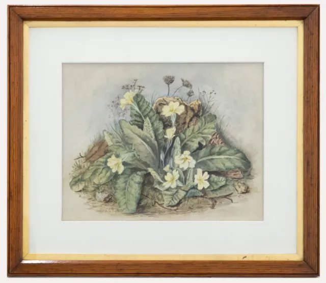 Framed Late 19th Century Watercolour - Wild Primrose