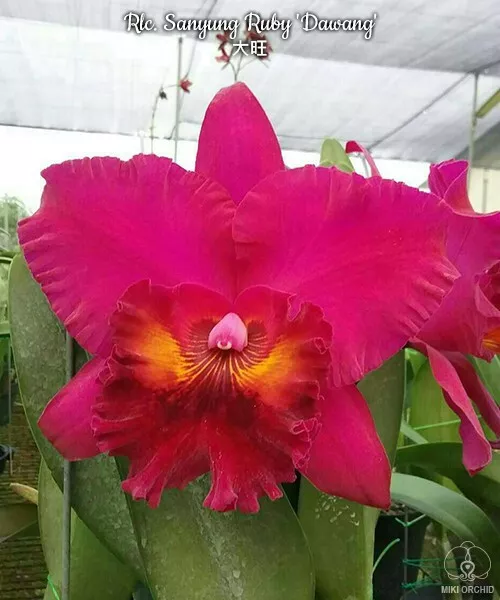 Orchid Orchidee Cattleya (Rlc.) Sanyung Ruby 'Dawang' (17 L)