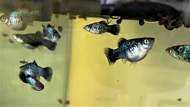 6 Live Freshwater 100% Green Lantern Platy Platys Livebearer Aquarium Tank Fish