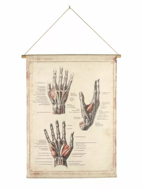 Schulkarte Lehrtafel Wandkarte Anatomie Hand historische Karte Medizin Antikstil