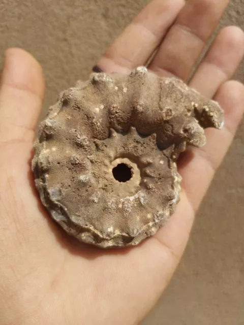 3inch Ammonite Calcite Mineral Fossil from Morocco Ammonites fossil