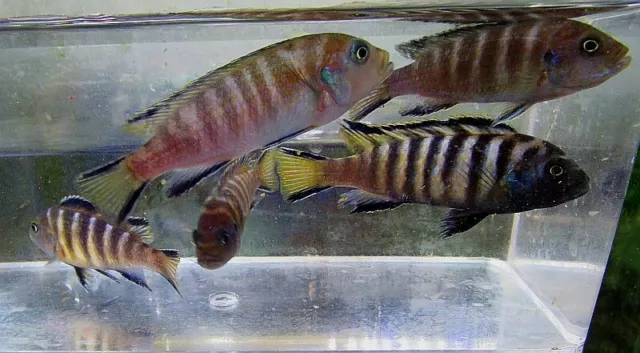 4 chailosi elongatus cichlids