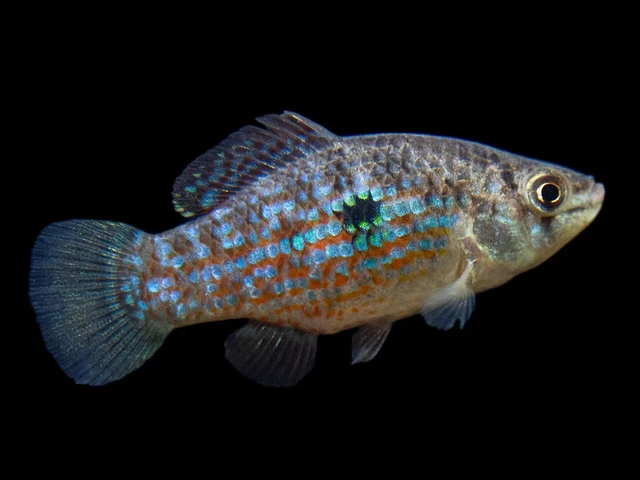 Group of 5 Live American Flag Fish Premium Freshwater Tropical Fish High Quality