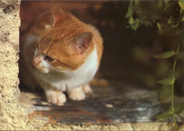 Cpsm / Carte Postale / Chat / Cat / Italia / Italie