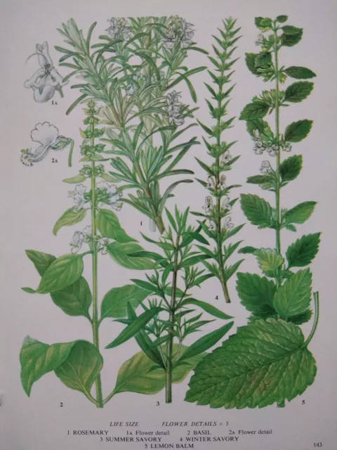 Vintage Herbs Rosemary Basil Botanical Print Book Plate Food Plant Illustration