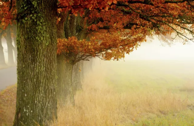Foto Mural de Pared-ÁRBOL DE ESQUINA-(7767) - NO TEJIDO - Papel pintado - Niebla Hoja Naturaleza XXL