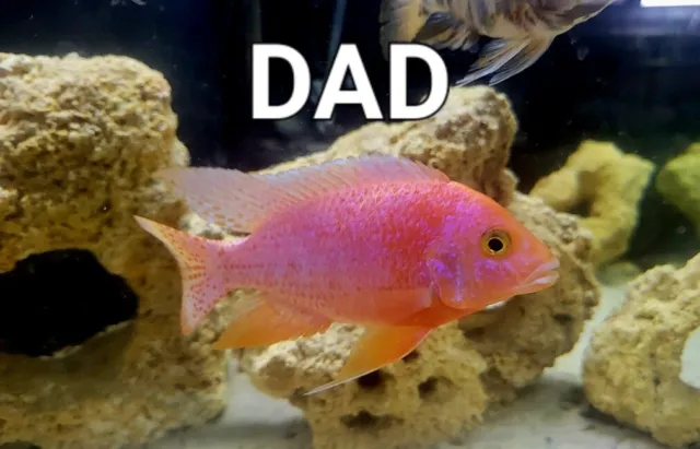 African Cichlids - Dragonblood Peacock (2 Inch) Guaranteed Male