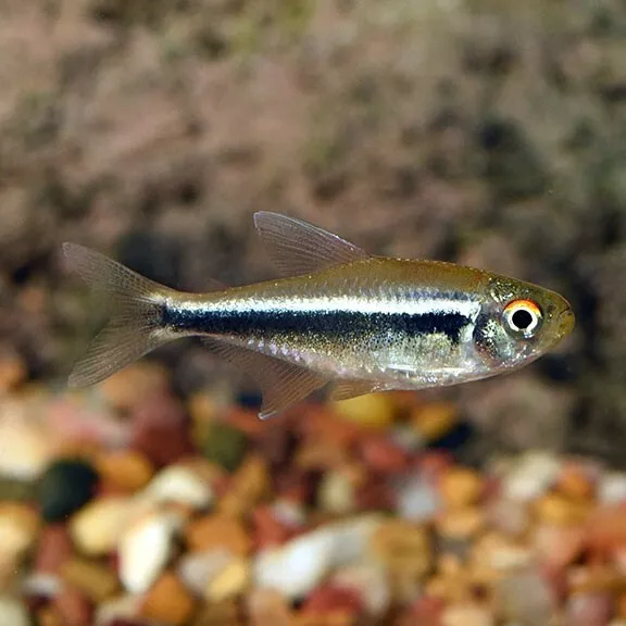 Group of 8+2 Live Black Neon Tetras Premium Freshwater Tropical Schooling Fish