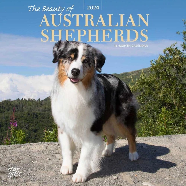 THE BEAUTY OF Australian Shepherds 2024 12x24" Monthly Square Wall