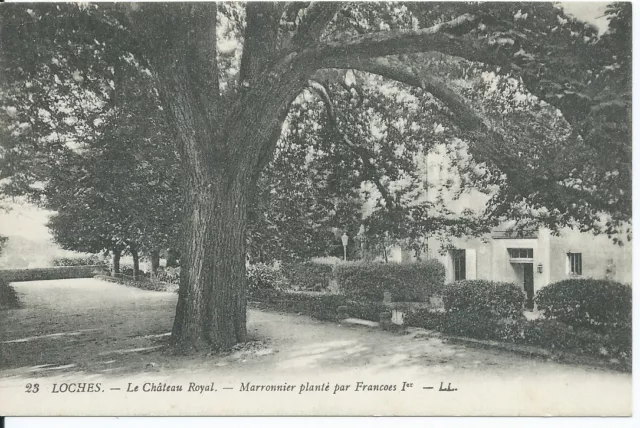 CPA 37 - LOCHES - Le Château royale - Marronnier planté par François 1 er