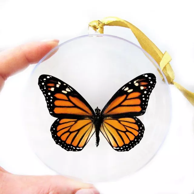 Danaus plexippus REAL ORANGE MONARCH BUTTERFLY CHRISTMAS ORNAMENT GIFT USA