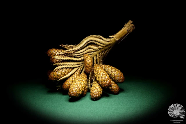 Raphia farinifera tropical centroáfrica palmera reciente frutos secos especie